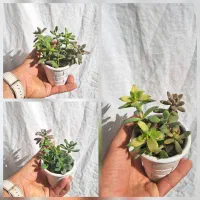 گل های طبیعی