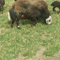 قوچ قزل افشار جوان