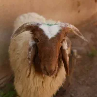طلی اصلی للبیع