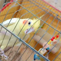 عروس هلندی زیباوسالم