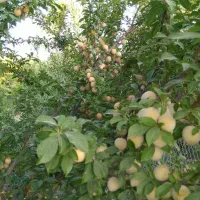 فروش /باغ شهری|فروش زمین و ملک کلنگی|مرودشت, بیست متری بیمارستان|دیوار