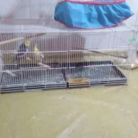 ۳عددعروس هلندی سرحال یکساله|پرنده|سیراف, |دیوار