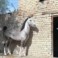 نریان کره رخش نوربخش وکامران قدیری