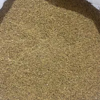 بذر یونجه رنجر امریکایی|عمده‌فروشی|ارسنجان, |دیوار