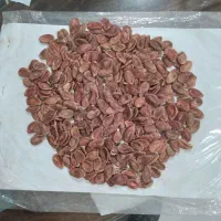 تخمه هندوانه بذری کیلوی ۶۰۰هزار تومن