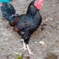 مرغ وخروس محلی