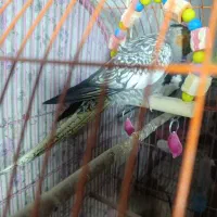 جفت عروس هلندی|پرنده|شاهین دژ, |دیوار