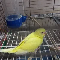 یه جفت مرغ عشق بسیار مولد|پرنده|قم, باجک سه|دیوار