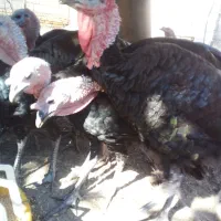 بوقلمون|حیوانات مزرعه|چمستان, |دیوار