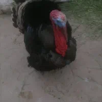 انواع بوقلمو ماده وجوجه|حیوانات مزرعه|اسدآباد, |دیوار