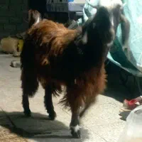 یک عدد گوسفند به فروش میرسد