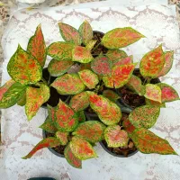 دخترک گلفروش