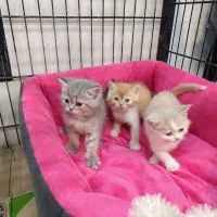 گربه.بریتیش اصیل