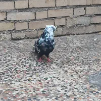 کبوتر دومسیا