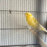 قناری نرخوش رنگ وزیبا