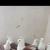 کبوتر نر شوزرد حوالی ماسور گمشده بالش ستجاق