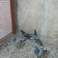 4تا همش باهم 500|پرنده|خمینی‌شهر, |دیوار