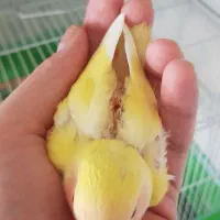 طوطی برزیلی جوجه دستی|پرنده|تهران, فلاح|دیوار