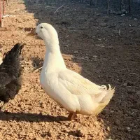 اردک