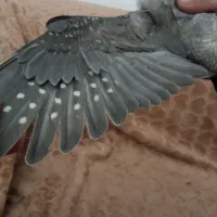 عروس