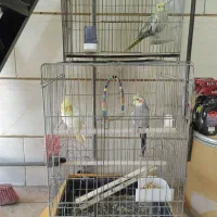 (عروس هلندی) (فنچ)|پرنده|قزوین, |دیوار