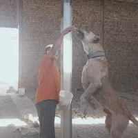 سگ سرابی|سگ|صفادشت, |دیوار