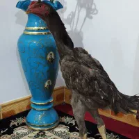 خروس اوشامو