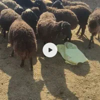 14تامیش آبستن