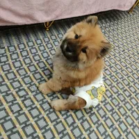 توله چاو چاو 14م