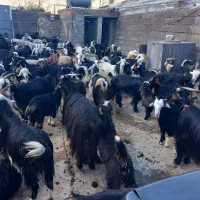 فروش ۱۰۰راس بزوکهره داشتی درجه یک