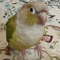 طوطی گم شده پونک