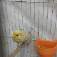 قناری|پرنده|قم, ناصردیوان|دیوار