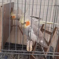 عروس هلندی|پرنده|شیراز, دارالرحمه|دیوار