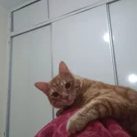 واگذاری گربه