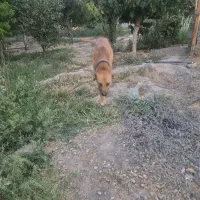 پیتبول