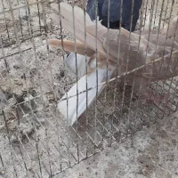 جفتی یهودی دم سفید|پرنده|کرمان, |دیوار