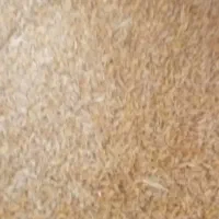 بذر گندم آبی