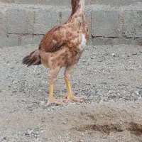 جوجه لاری انگلیسی