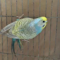 مرغ عشق رینبو و ماده عروس لوتینو