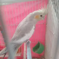 عروس هلندی سخنگو