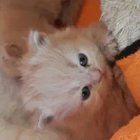 بچه گربه|گربه|کرمانشاه, |دیوار