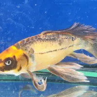 ماهی کوی ۵۰ سانتی