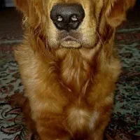 گلدن رتریور|سگ|شهریار, شهریار|دیوار