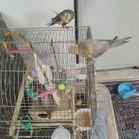 یک جفت عروس هلندی