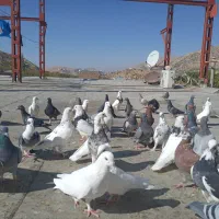 ۴۰عدد کبوتر فروشی|پرنده|پاوه, |دیوار