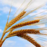 گندم بذری ریجاب