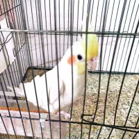 فروش عروس هلندی