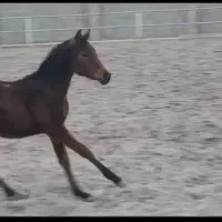 اسب کره مادیان اصیل دره‌شوری