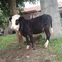 لیشه ورزا کوله