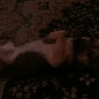 ژرمن پاکوتاه اصیل وکمیاب